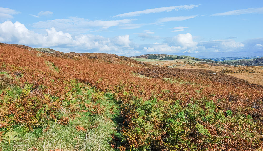 Naddle Low Forest Naddle Low Forest